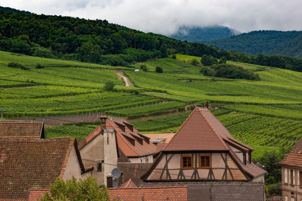 Vignes et maisons alsaciennes de Dambach-la-Ville